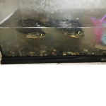 TURTLES!!!!!