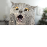 CatTeamforever
