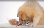 Les chien dangereux