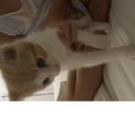 Die dummen Katzen