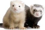 Ferret story
