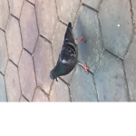 Pigeon:)