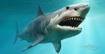 Sharky Shiver