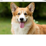 The Corgi’s