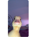 dina_20e