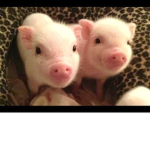 Piggyz For Lif3