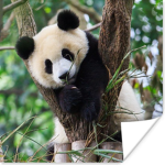 Panda gang ####### gang)