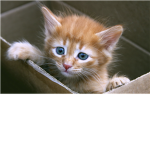 Kitten Cafe