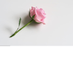 ~PinkRoses~