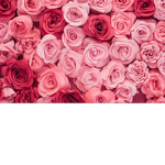 Rose Queen's