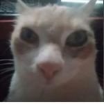 tutuco fãs