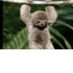 sloth squad! C: