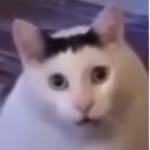 紙HO
