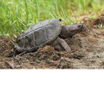 Help the turtles!!!