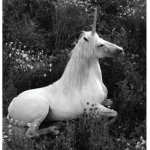 Unicorn Kiddies :D