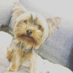 Yorks yorkies