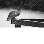 Rainfast
