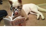 DOG READS BOOK