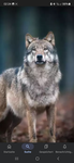 Laris_wolfis