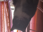 I love my fat cat