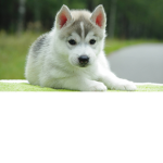 Husky Army Studios