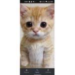 EL _GATOS