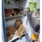 La team animal et la team roblox