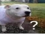 bruh lolXDDDDD