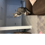Mittkitt1’s cute group