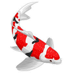Coy Fish Cub