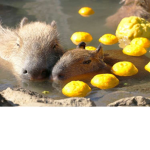 The Capybara's