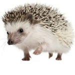 HLM (Hedgehog Lifes Matter)