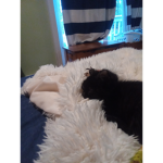 National Kitty Squad