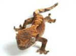 Gecko Lovers of Roblox