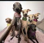 join the group (good boyy)