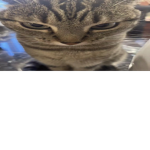 Legenderp