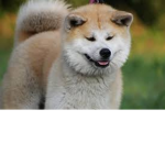 Floofy <~>
