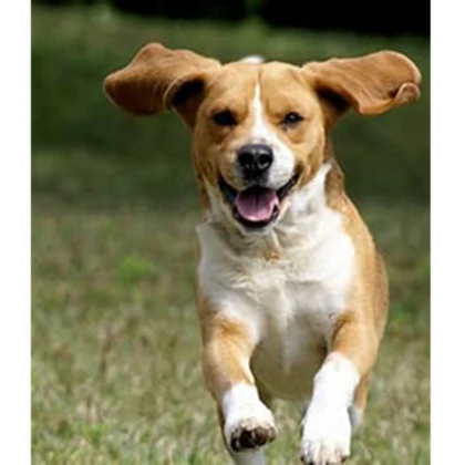 TEAM DOGS ARE HERE Roblox group icon