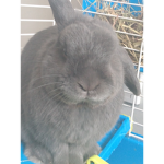 I'm a bunny lol