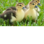 Duck fan club $$$