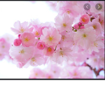 Cute flowers cat