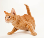 Tomcatroblox