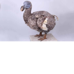 Dodo Nation