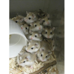 Hamster Fans :D