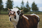 Cow queens slay all day