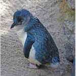 penguin group pros