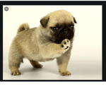 Love your Pugs