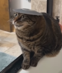 the floppa and cat group