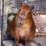 CAPYBARA FANS!!