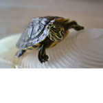 Baby turtle daycare